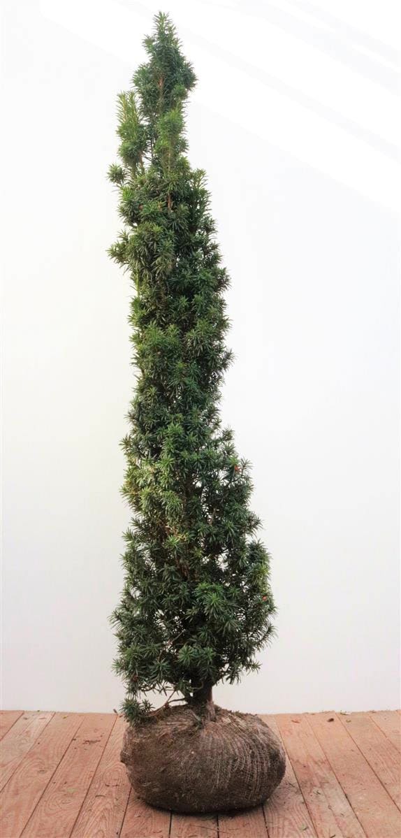 Taxus baccata 'Fastigiata', S&auml;uleneibe, immergr&uuml;n, 140&ndash;160 cm - Bild 1