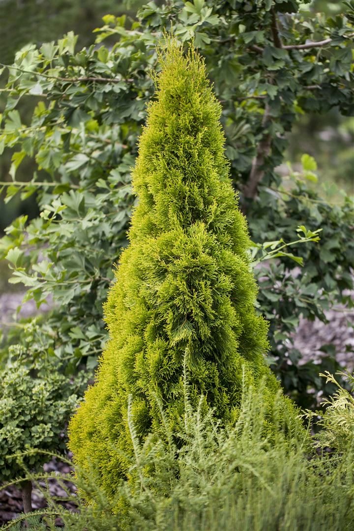 Thuja occidentalis 'Golden Smaragd', Lebensbaum, goldgr&uuml;n, 60&ndash;80 cm - Bild 1