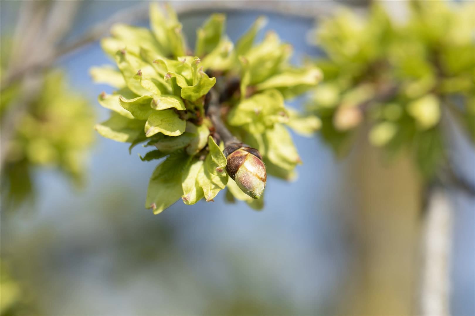 Ulmus glabra 'Pendula', H&auml;nge-Ulme, 180 cm Stammh&ouml;he - Bild 1