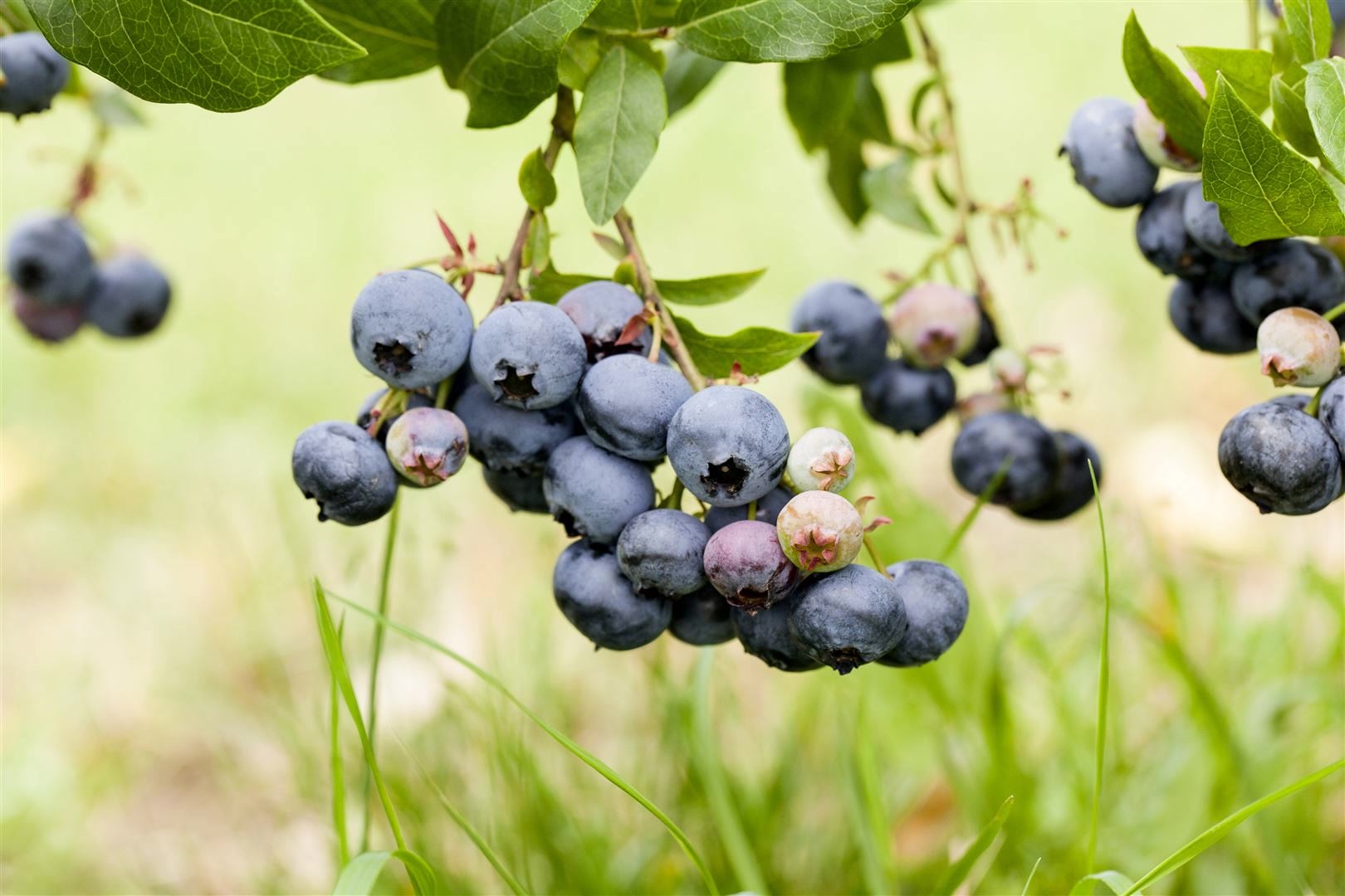 Vaccinium corymbosum 'Duke', Heidelbeere, 40&ndash;50 cm, ertragreich - Bild 1