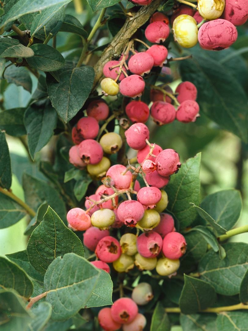 Vaccinium corymbosum 'Pink Lemonade', Heidelbeere, rosa, 40&ndash;50 cm - Bild 1