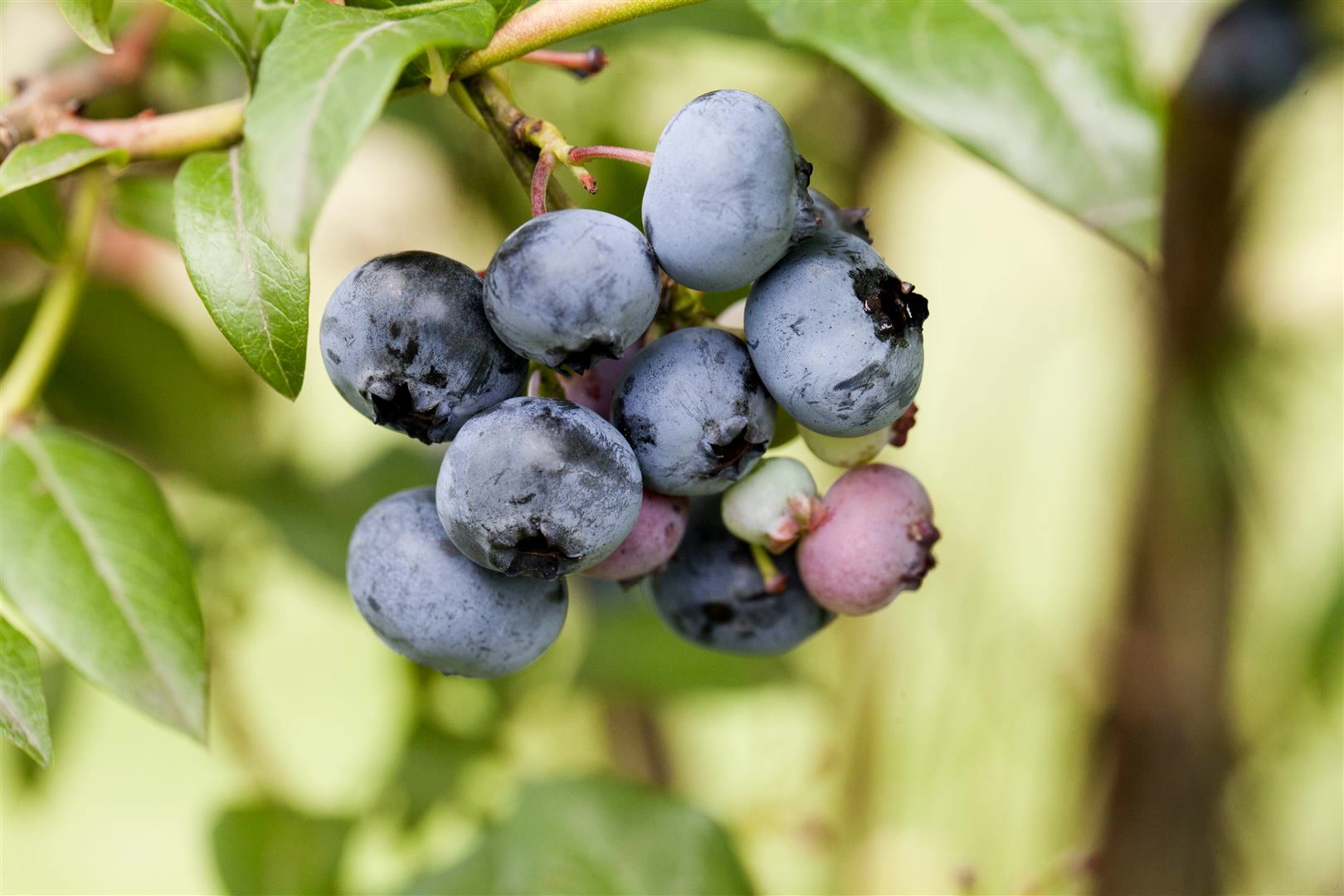 Vaccinium corymbosum 'Sierra', Heidelbeere, 25&ndash;30 cm, ertragreich - Bild 1