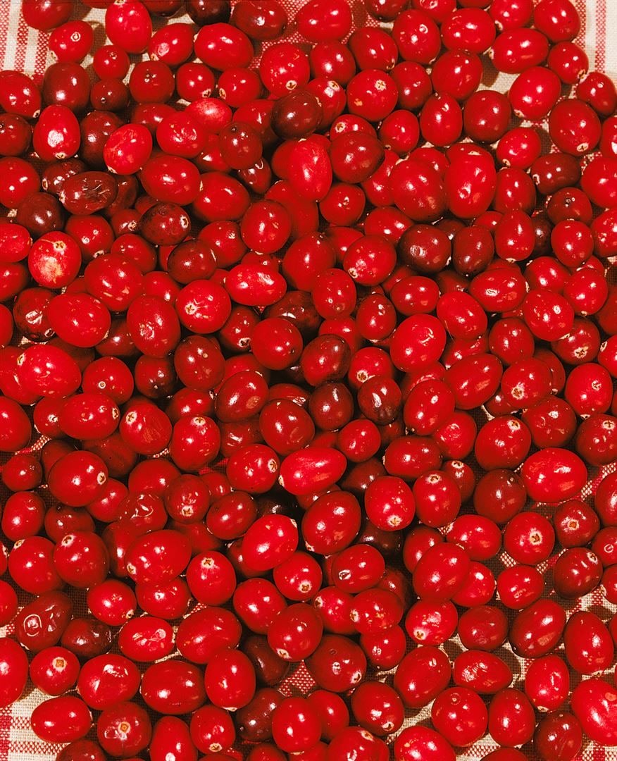 Vaccinium macrocarpon, Cranberry, 20&ndash;30 cm - Bild 1