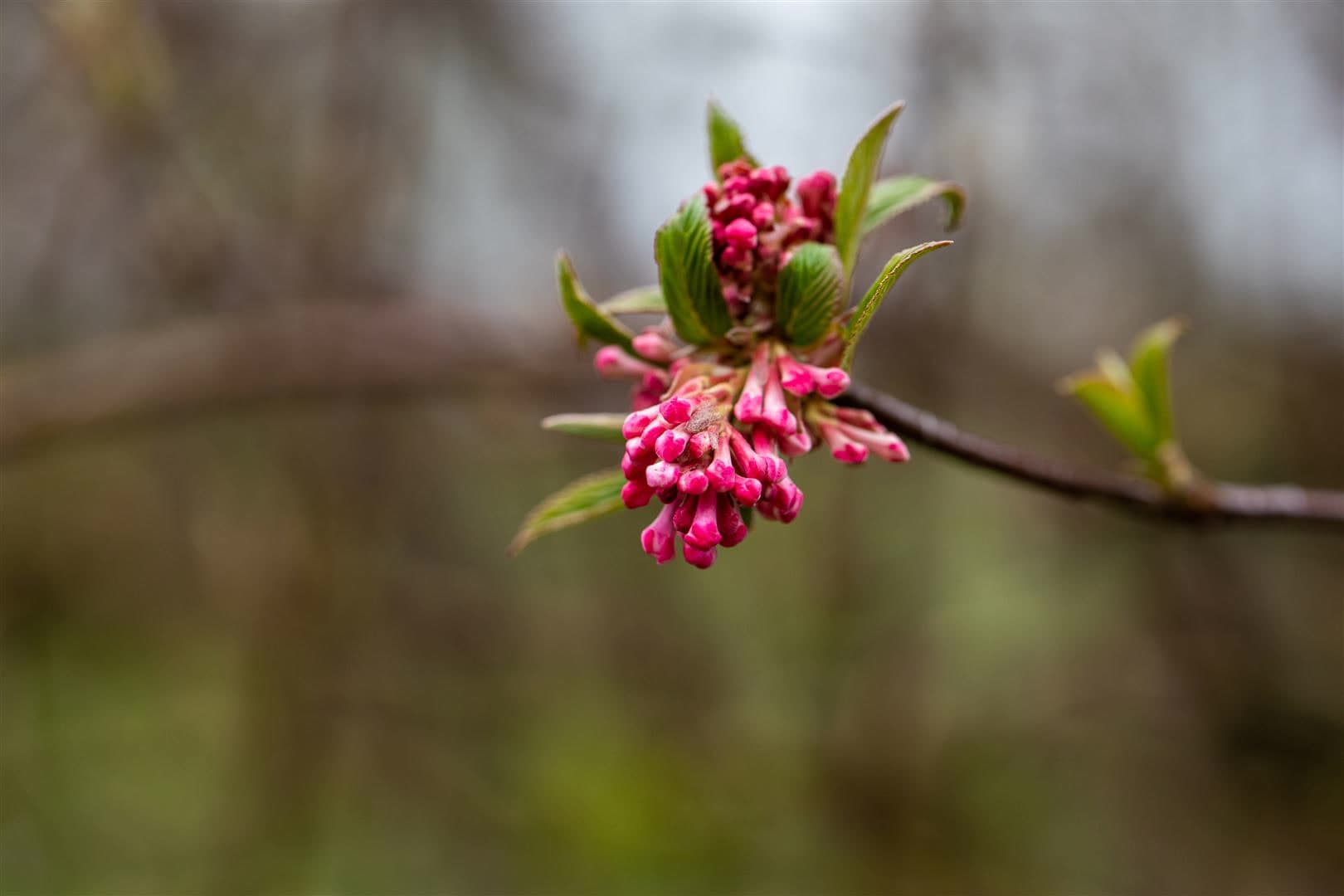 Viburnum bodnantense 'Dawn', Duft-Schneeball, rosa Bl&uuml;ten, 125&ndash;150 cm - Bild 1