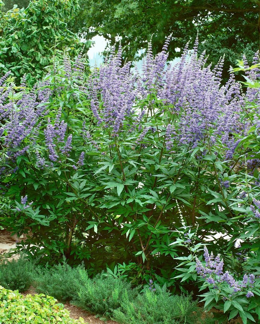 Vitex agnus-castus, M&ouml;nchspfeffer, 40&ndash;60 cm - Bild 1