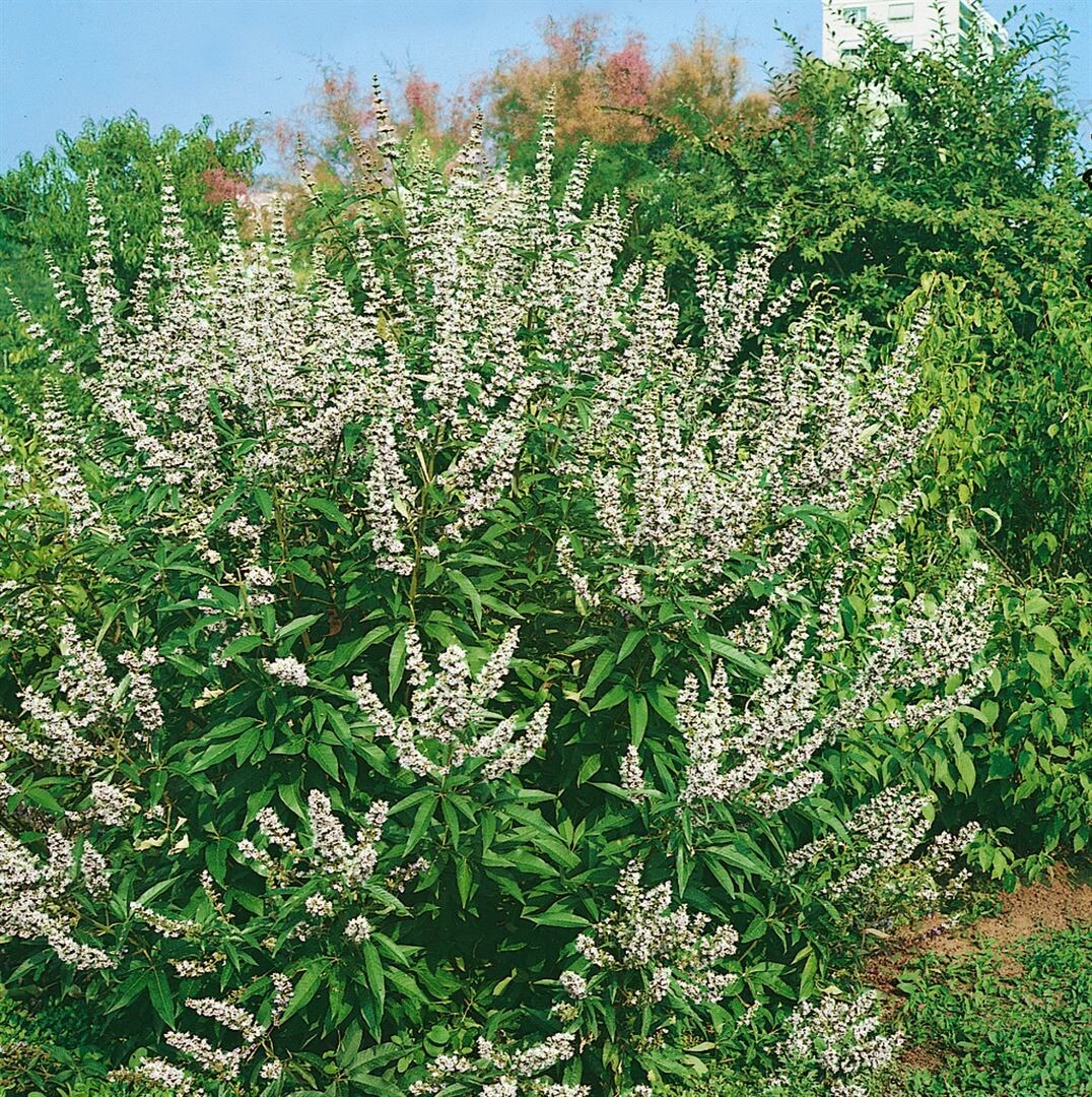 Vitex agnus-castus 'Latifolia Alba', M&ouml;nchspfeffer, wei&szlig;, 40&ndash;60 cm - Bild 1