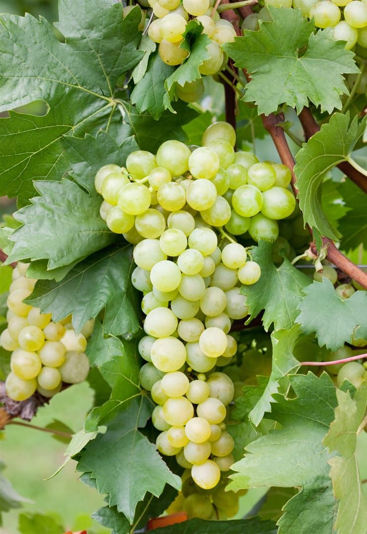 Vitis vinifera, Weinrebe, gelb, 40&ndash;60 cm - Bild 1