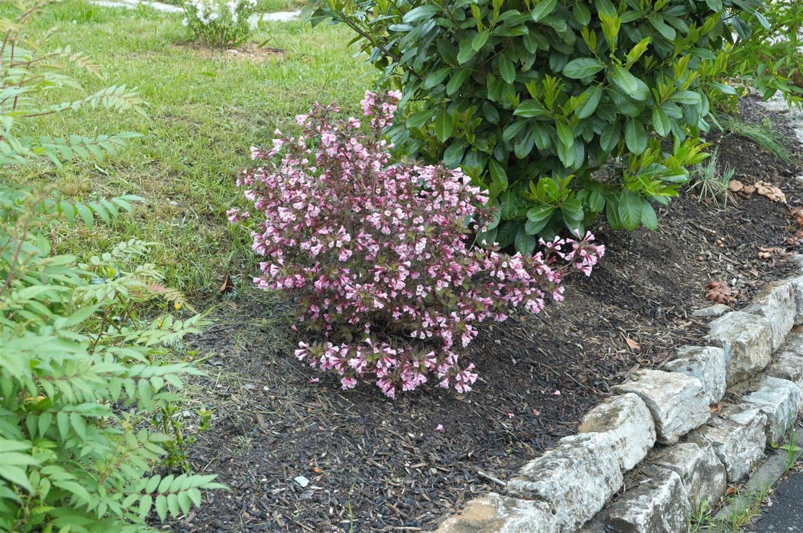 Weigela florida 'Nana Purpurea', Weigelie, purpurrot, 40&ndash;60 cm - Bild 1