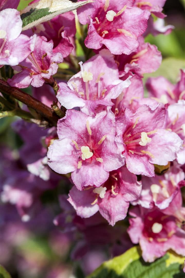 Weigela florida 'Nana Variegata', Weigelie, buntlaubig, 100&ndash;125 cm - Bild 1