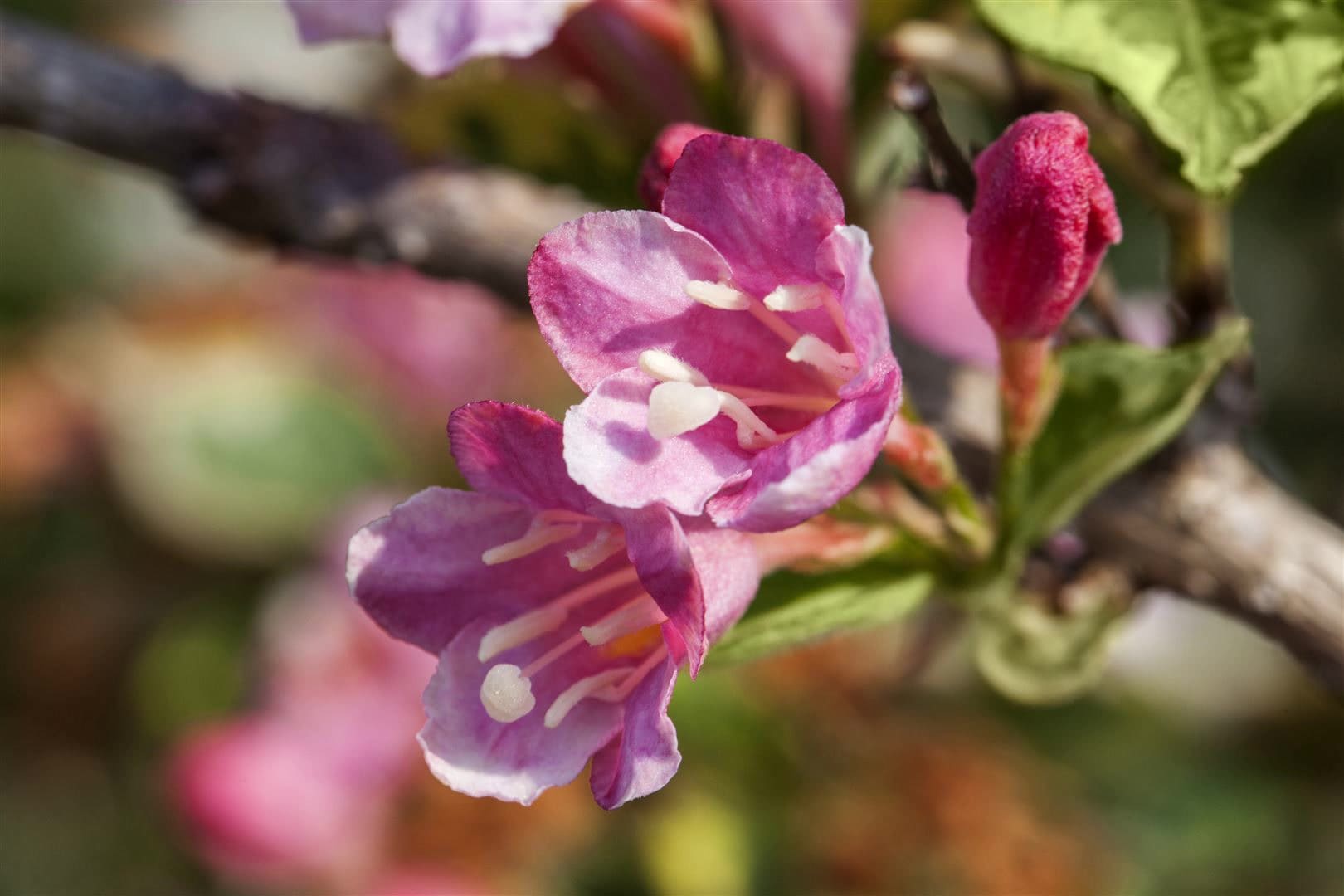 Weigela florida 'Variegata', Weigelie, buntlaubig, 60&ndash;100 cm - Bild 1