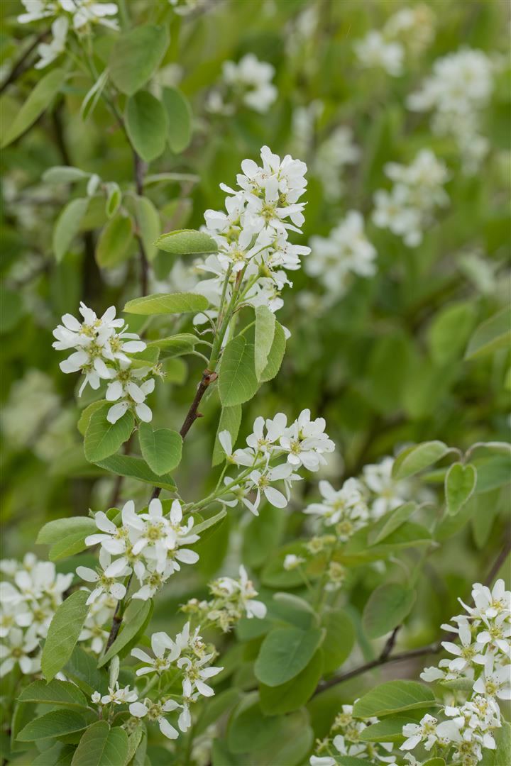 Amelanchier alnifolia 'Honeywood', Felsenbirne, essbare Fr&uuml;chte, 60&ndash;80 cm - Bild 1