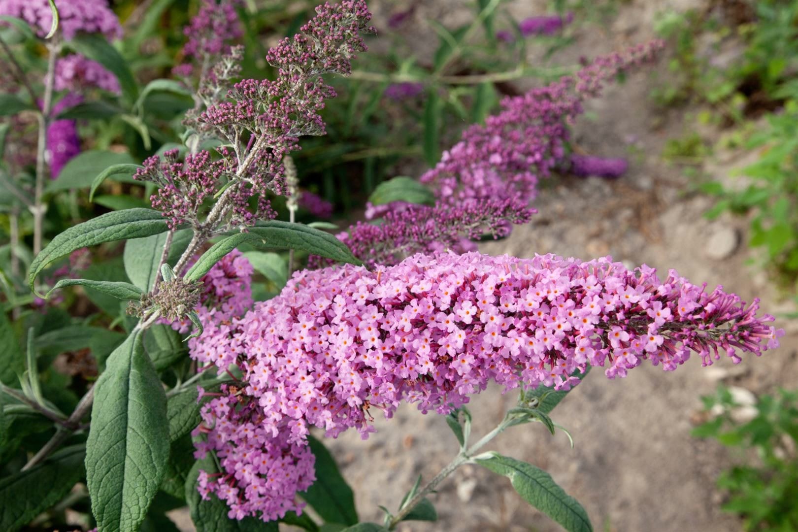 Buddleja davidii 'Nike', Schmetterlingsflieder, 60&ndash;80 cm, violett - Bild 1