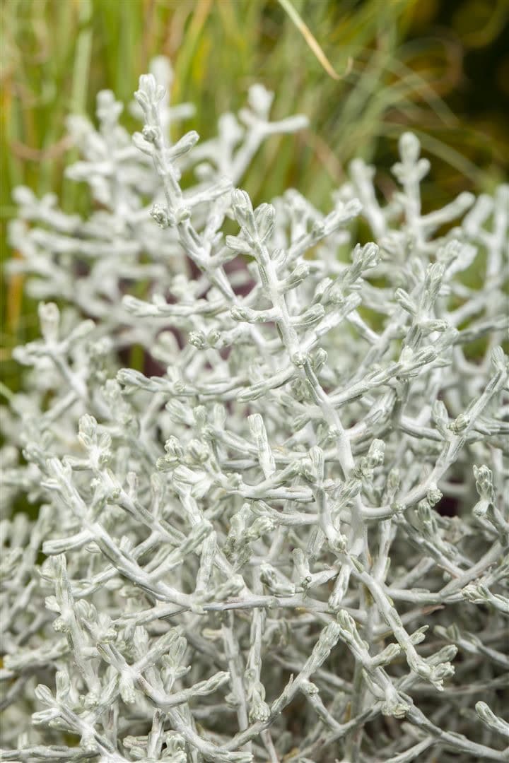 Calocephalus brownii, Silberk&ouml;rbchen, silbrig, 12&ndash;15 cm - Bild 1