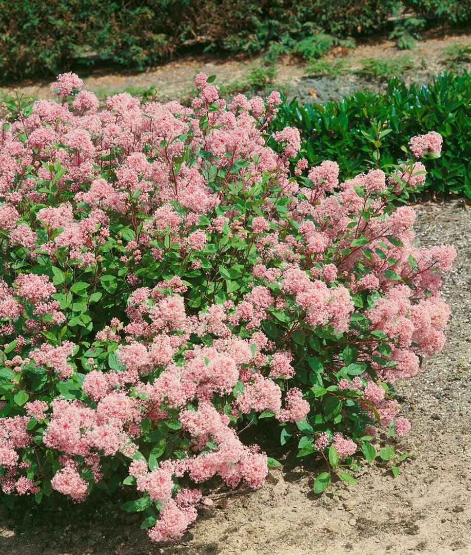 Ceanothus pallidus 'Marie Rose', S&auml;ckelblume, rosa, 40&ndash;60 cm - Bild 1