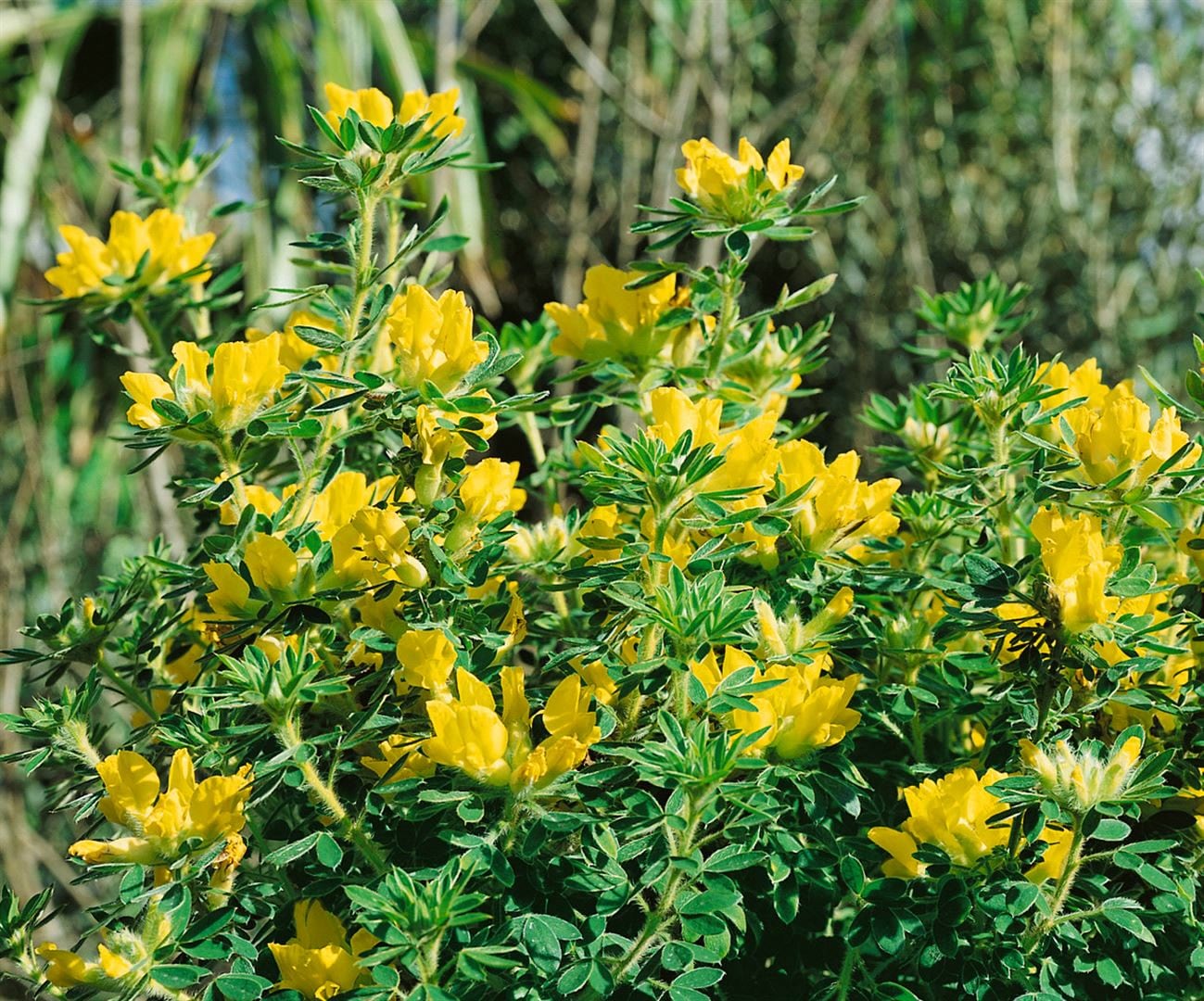Chamaecytisus austriacus, &Ouml;sterreichischer Gei&szlig;klee, 20&ndash;30 cm - Bild 1