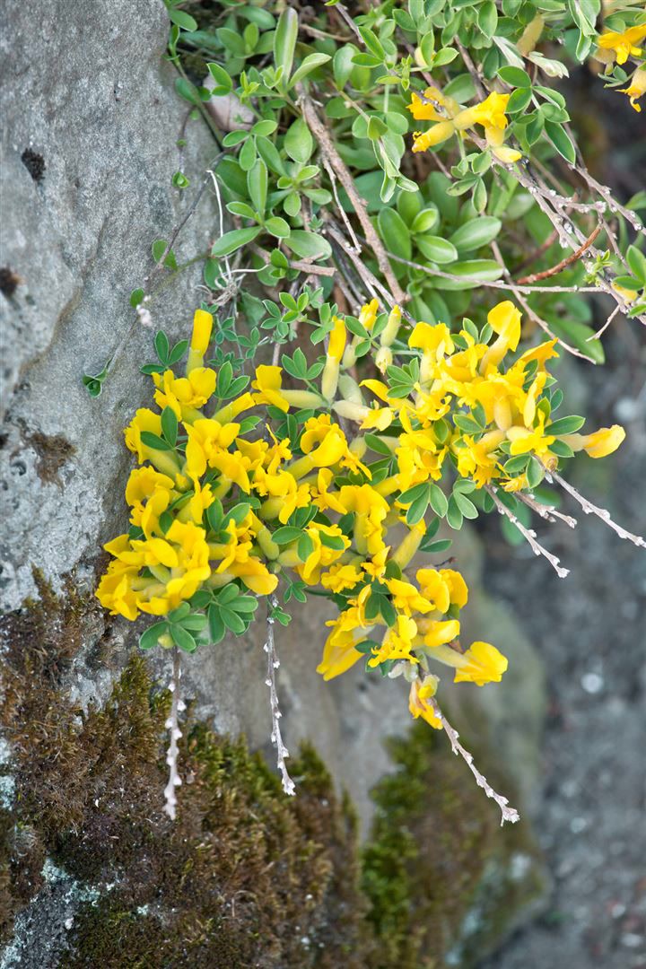Chamaecytisus ratisbonensis, Regensburger Ginster, gelb, 20&ndash;30 cm - Bild 1
