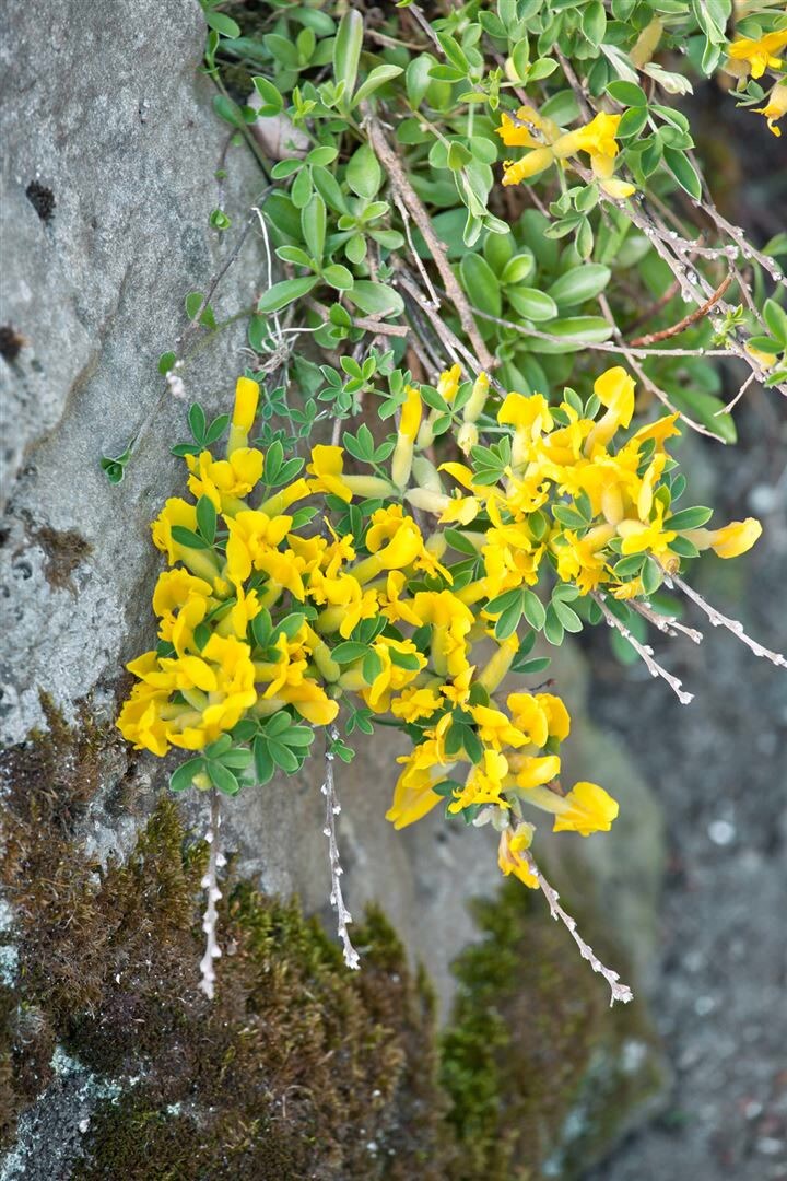 Chamaecytisus ratisbonensis, Regensburger Ginster, gelb, 20–30 cm | 04063654850380