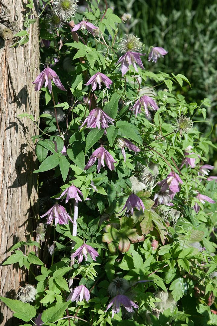 Clematis 'Country Rose', rosa Bl&uuml;ten, 60&ndash;100 cm - Bild 1