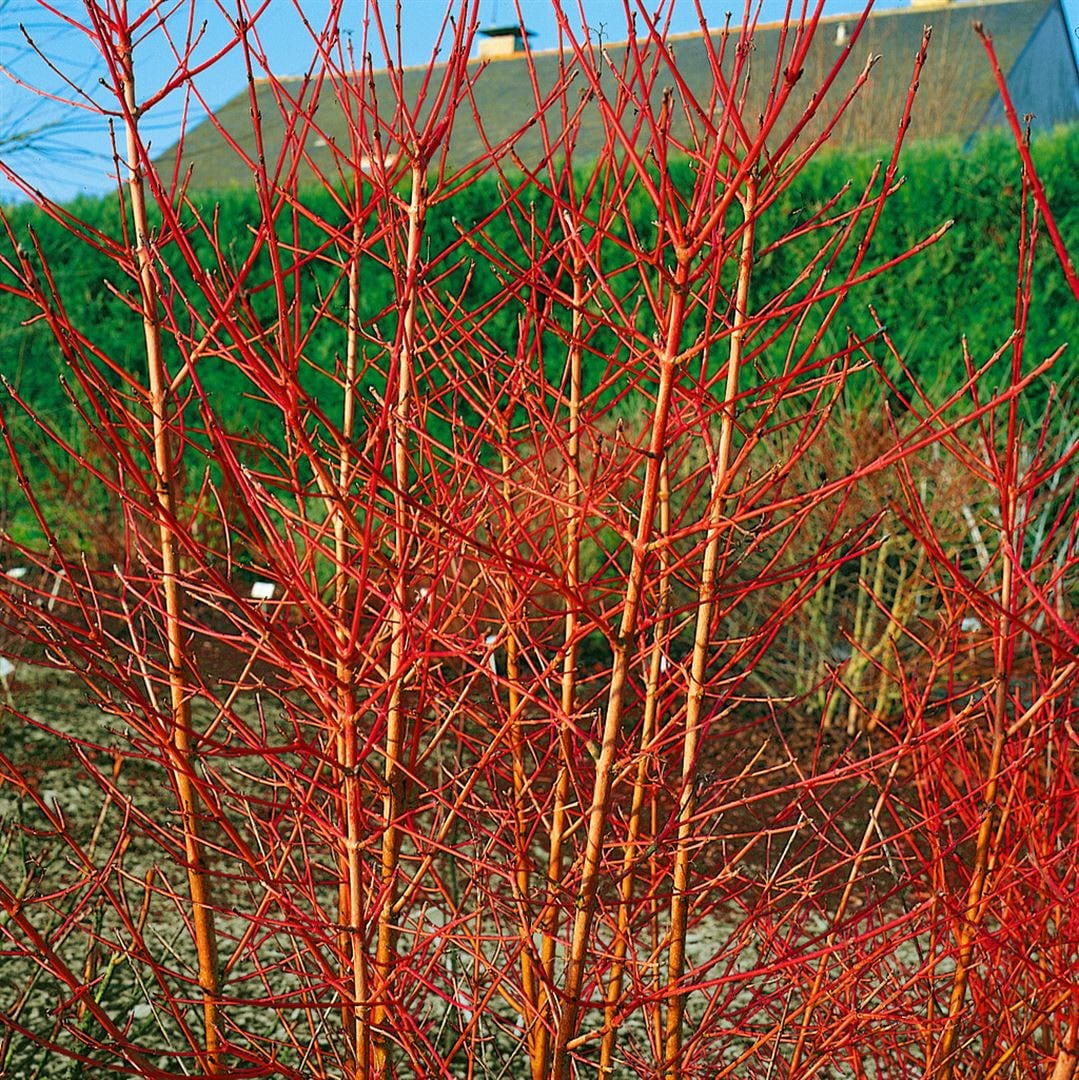 Cornus sanguinea 'Annys Winter Orange', Hartriegel, orange Zweige, 40&ndash;60 cm - Bild 1