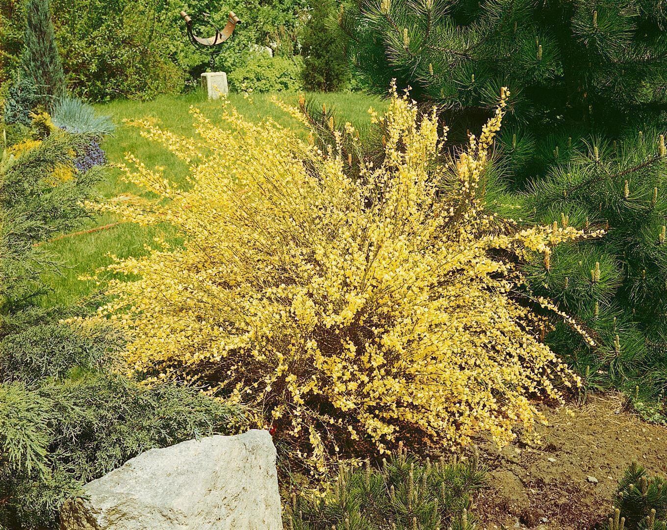 Cytisus praecox ‚Warminster‘, Besenginster, gelb, 40–50 cm | 04063654851523