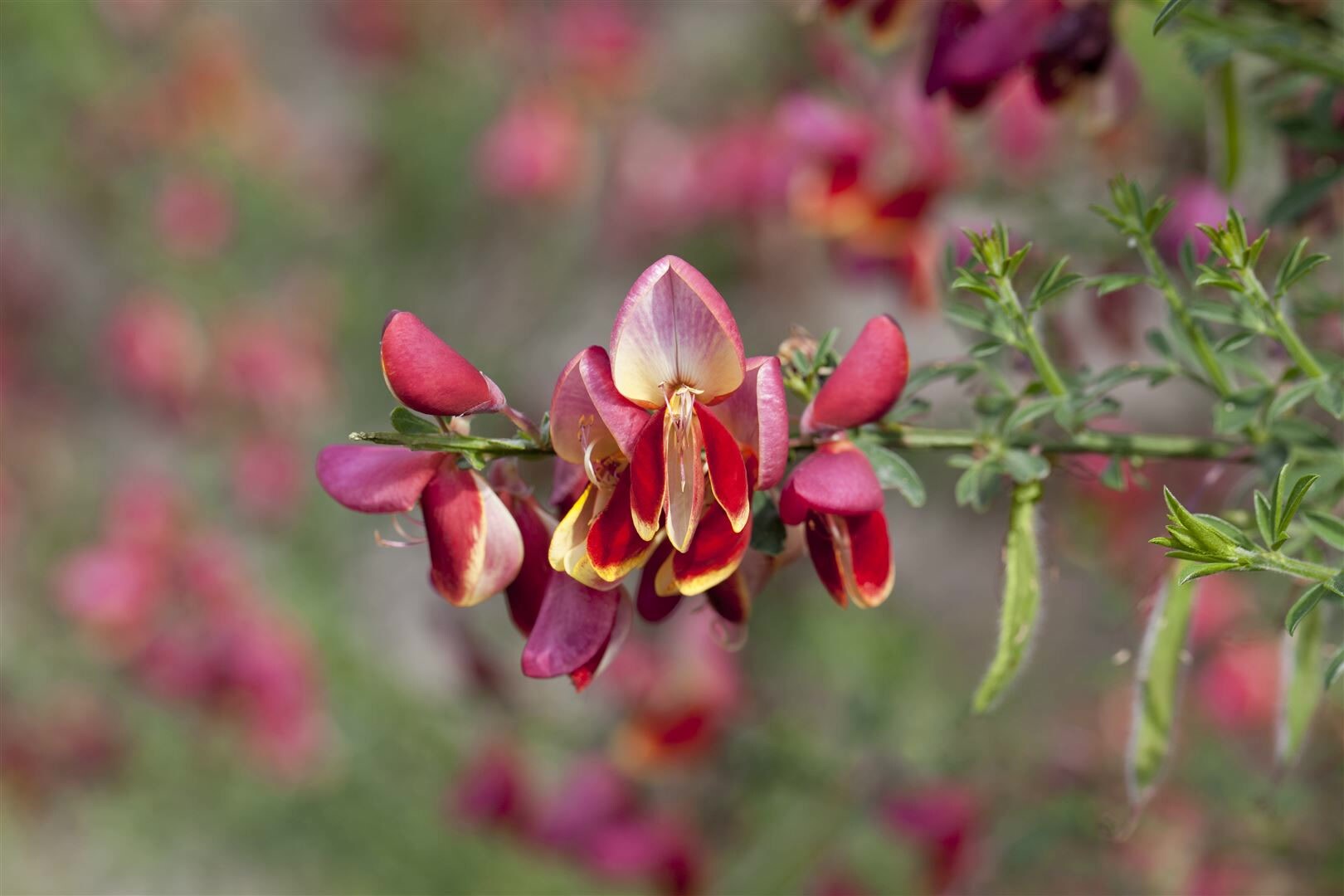 Cytisus scoparius ‚Criterion‘, Besenginster, gelb-rot, 60–80 cm | 04063654849865