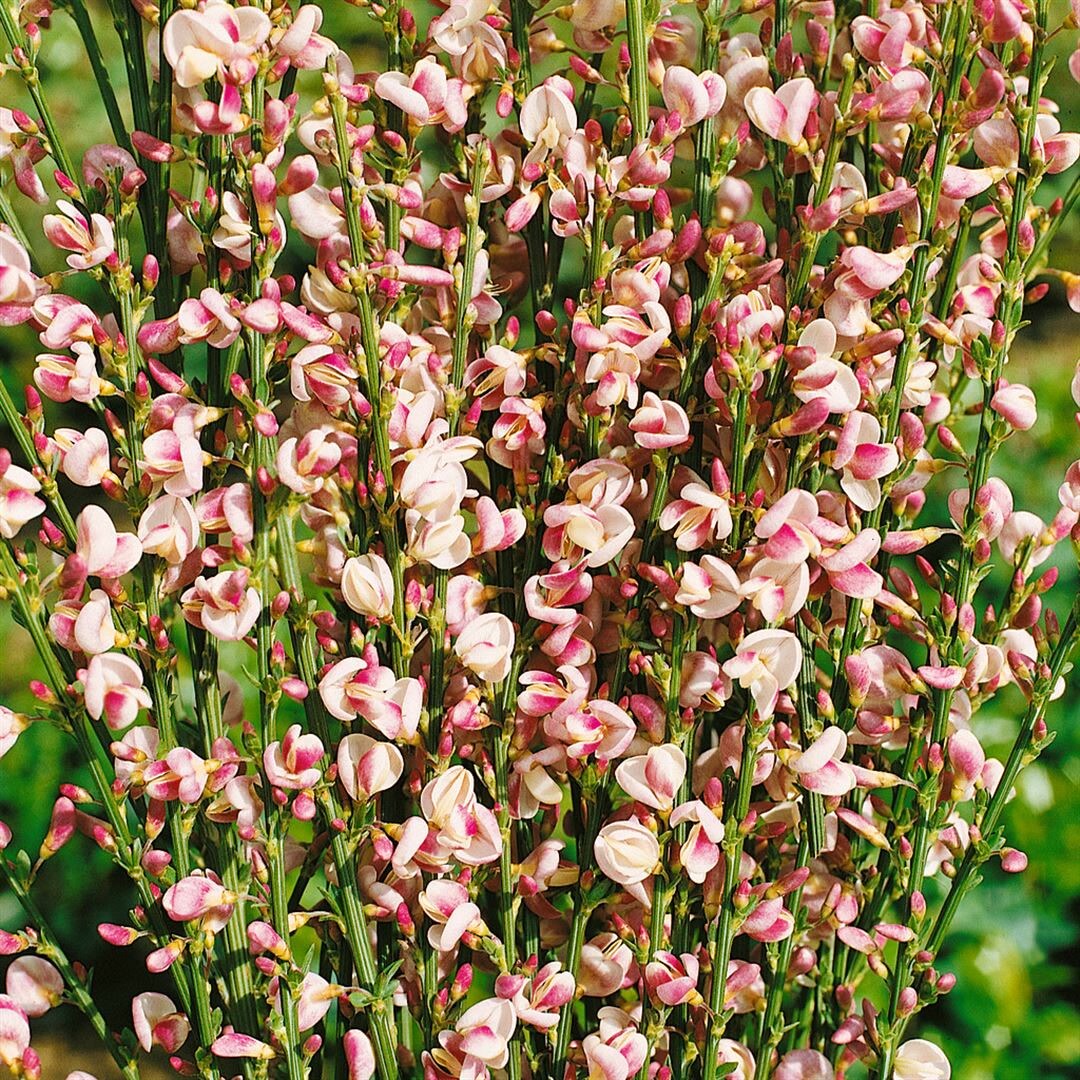 Cytisus scoparius ‚Dorothy Walpole‘, Besenginster, purpurrosa, 60–80 cm | 04063654849872