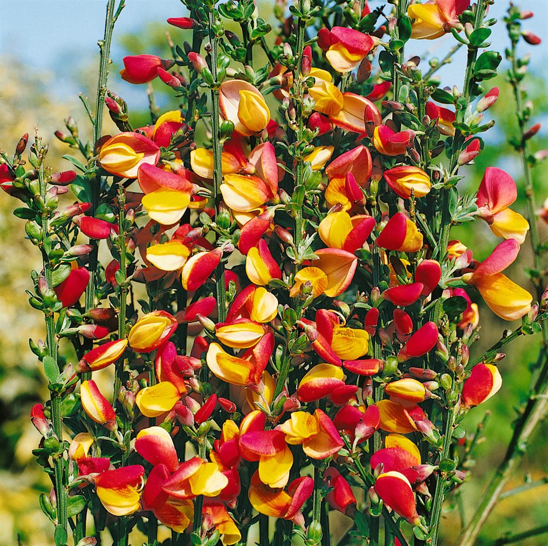 Cytisus scoparius 'Erlk&ouml;nig', Besenginster, gelb-rot, 60&ndash;80 cm - Bild 1