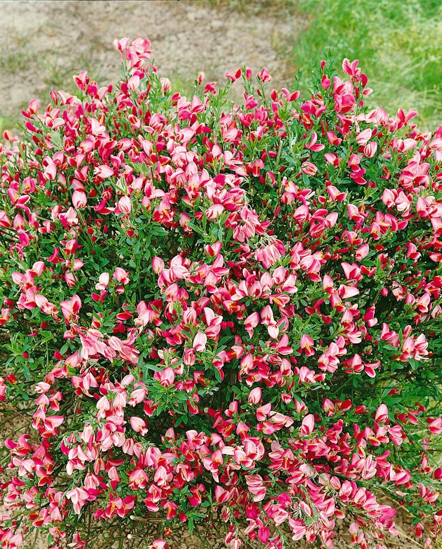 Cytisus scoparius ‚Eva‘, Besenginster, gelb, 40–50 cm | 04063654851530