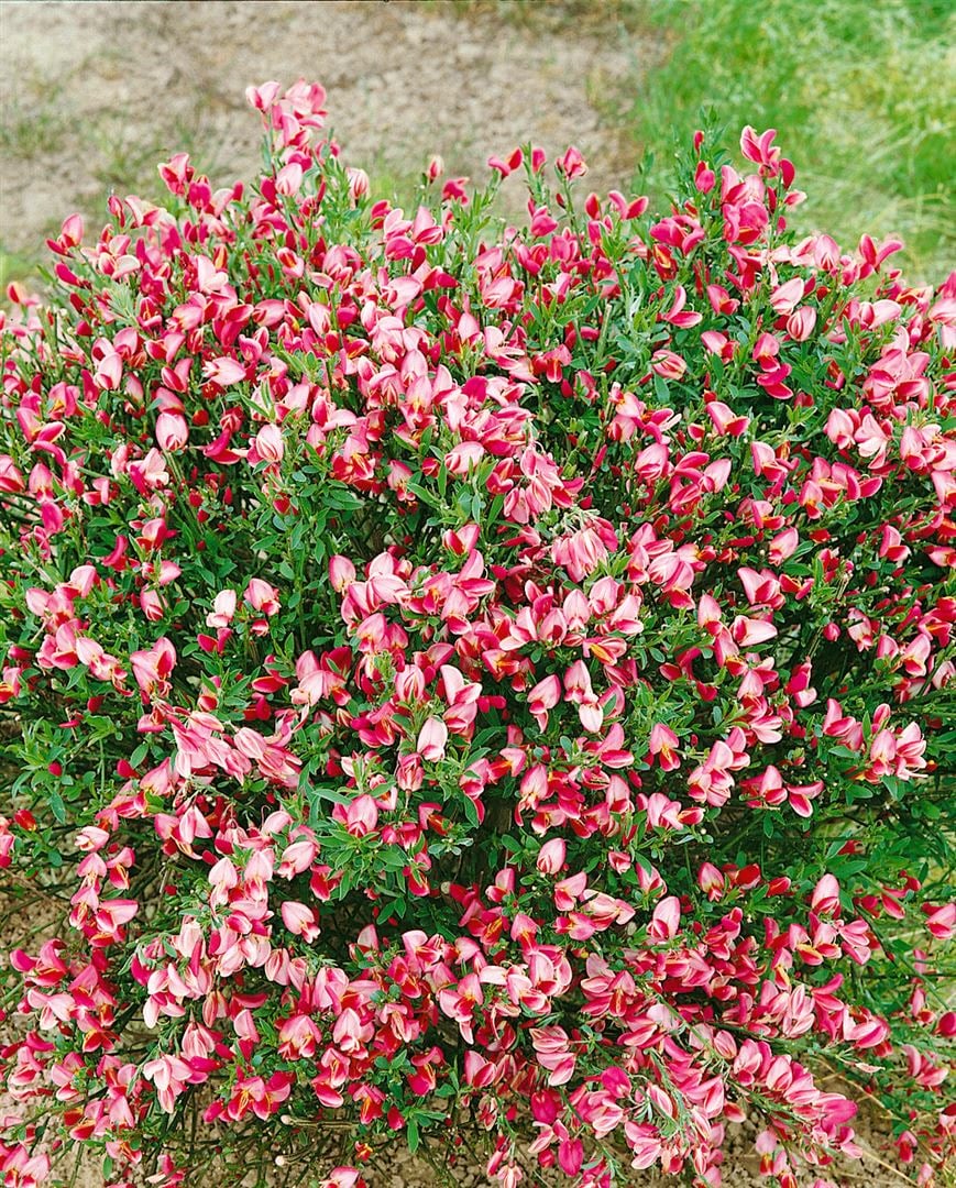 Cytisus scoparius 'Eva', Besenginster, gelb, 60&ndash;80 cm - Bild 1