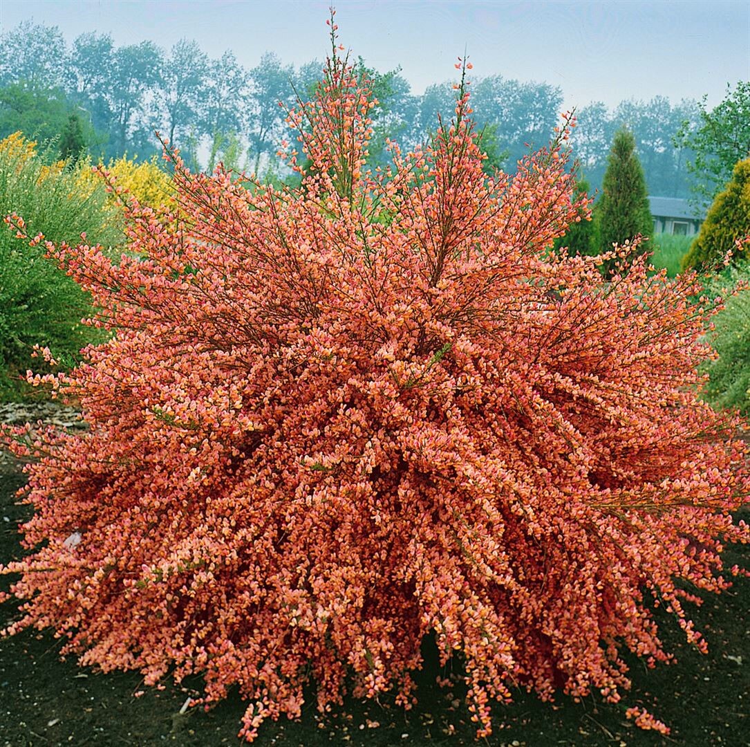 Cytisus scoparius ‚Frisia‘, Besenginster, gelb, 60–80 cm | 04063654835271