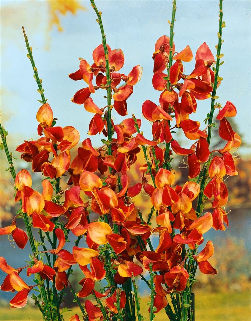 Cytisus scoparius 'Fulgens', Besenginster, leuchtend rot, 60&ndash;80 cm - Bild 1