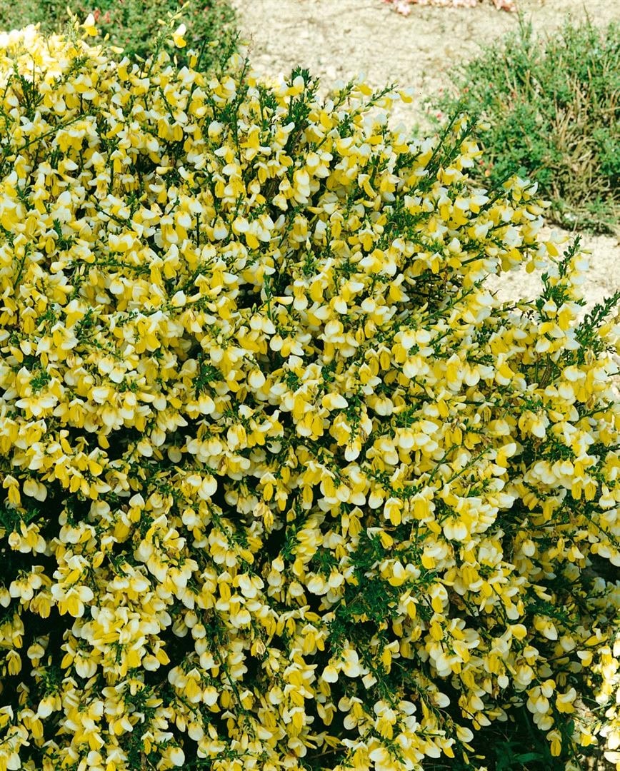 Cytisus scoparius 'Golden Cascade', Besenginster, goldgelb, 60&ndash;80 cm - Bild 1