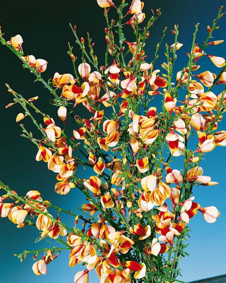Cytisus scoparius 'Liza', Besenginster, gelb-rot, 60&ndash;80 cm - Bild 1