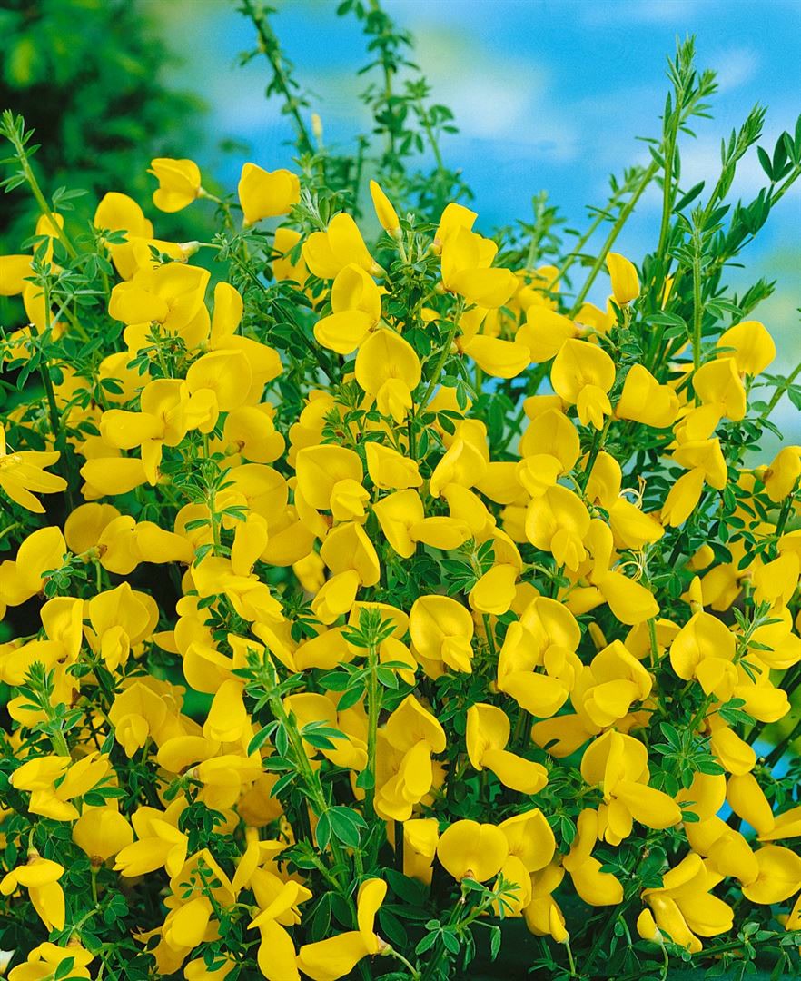 Cytisus scoparius 'Vanesse', Besenginster, rosa Bl&uuml;ten, 60&ndash;80 cm - Bild 1
