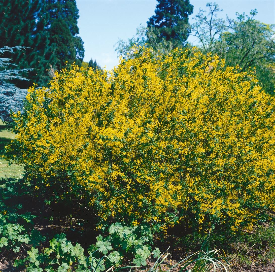 Cytisus sessilifolius, Besenginster, gelb, 20&ndash;30 cm - Bild 1