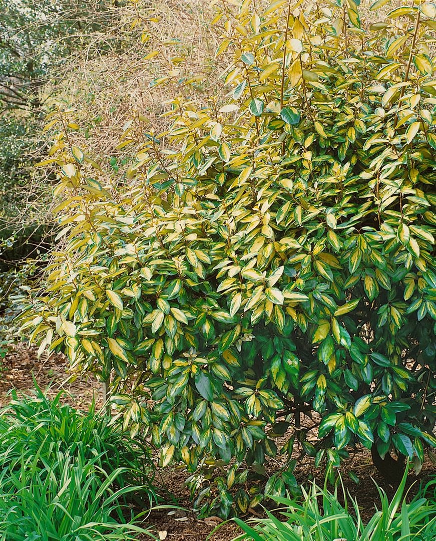 Elaeagnus ebbingei 'Limelight', silberbunt, 20&ndash;30 cm - Bild 1