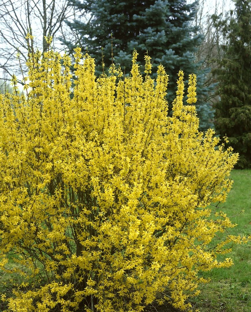 Forsythia intermedia ‚Goldrausch‘, Forsythie, gelb, 60–80 cm | 04063654848714