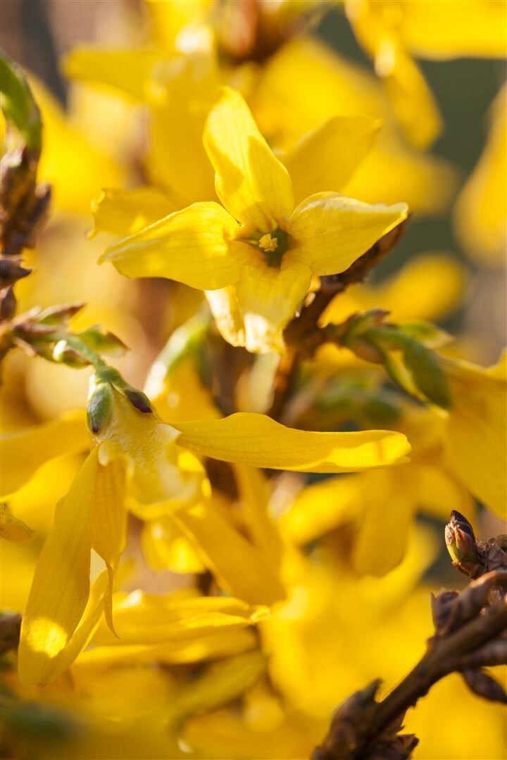Forsythia intermedia ‚Mikador‘, Forsythie, gelb, 40–60 cm | 04063654848363