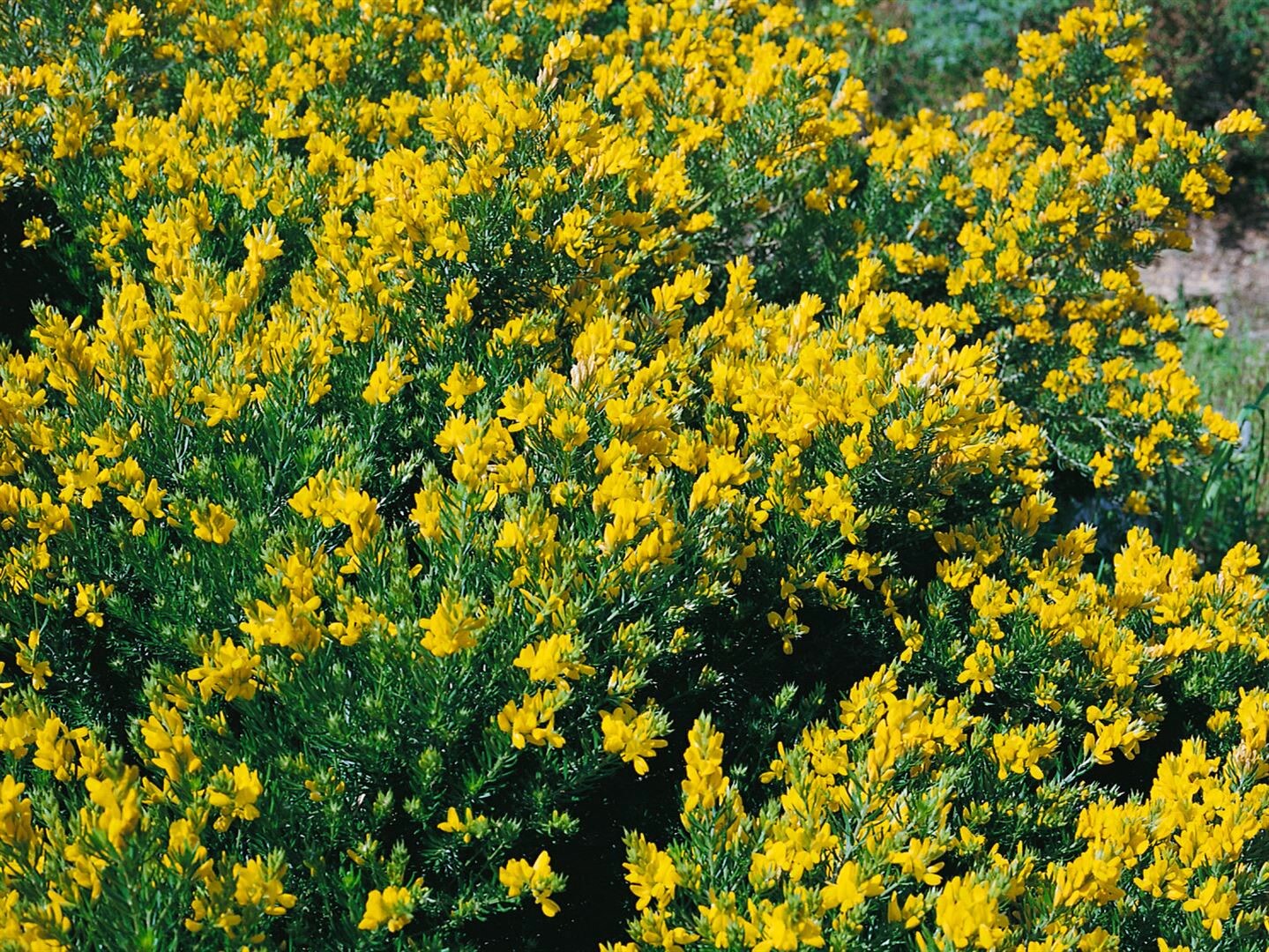 Genista germanica, Deutscher Ginster, gelb, 20–30 cm | 04063654850267