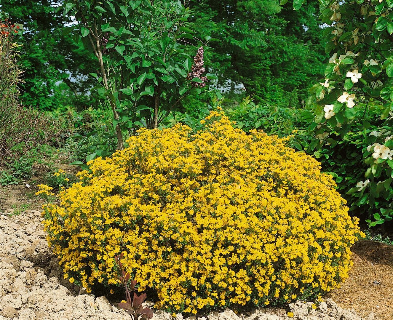 Genista hispanica, Spanischer Ginster, gelb, 20&ndash;30 cm - Bild 1