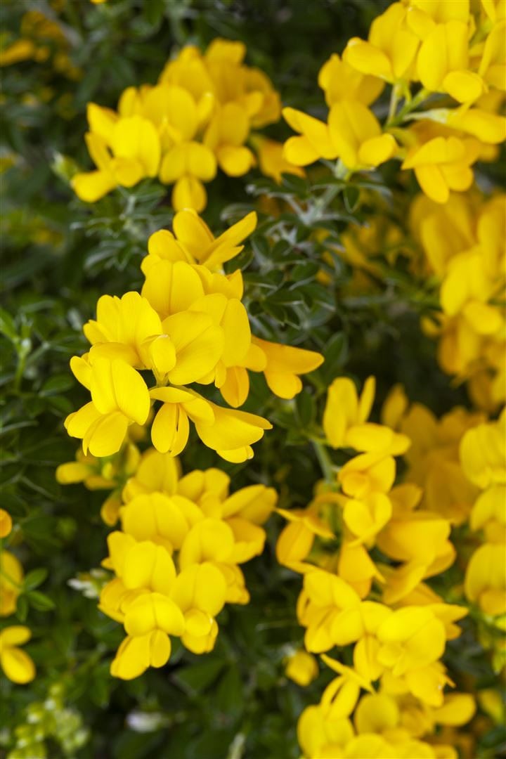 Genista 'Porlock', Ginster, gelb, 20&ndash;30 cm - Bild 1