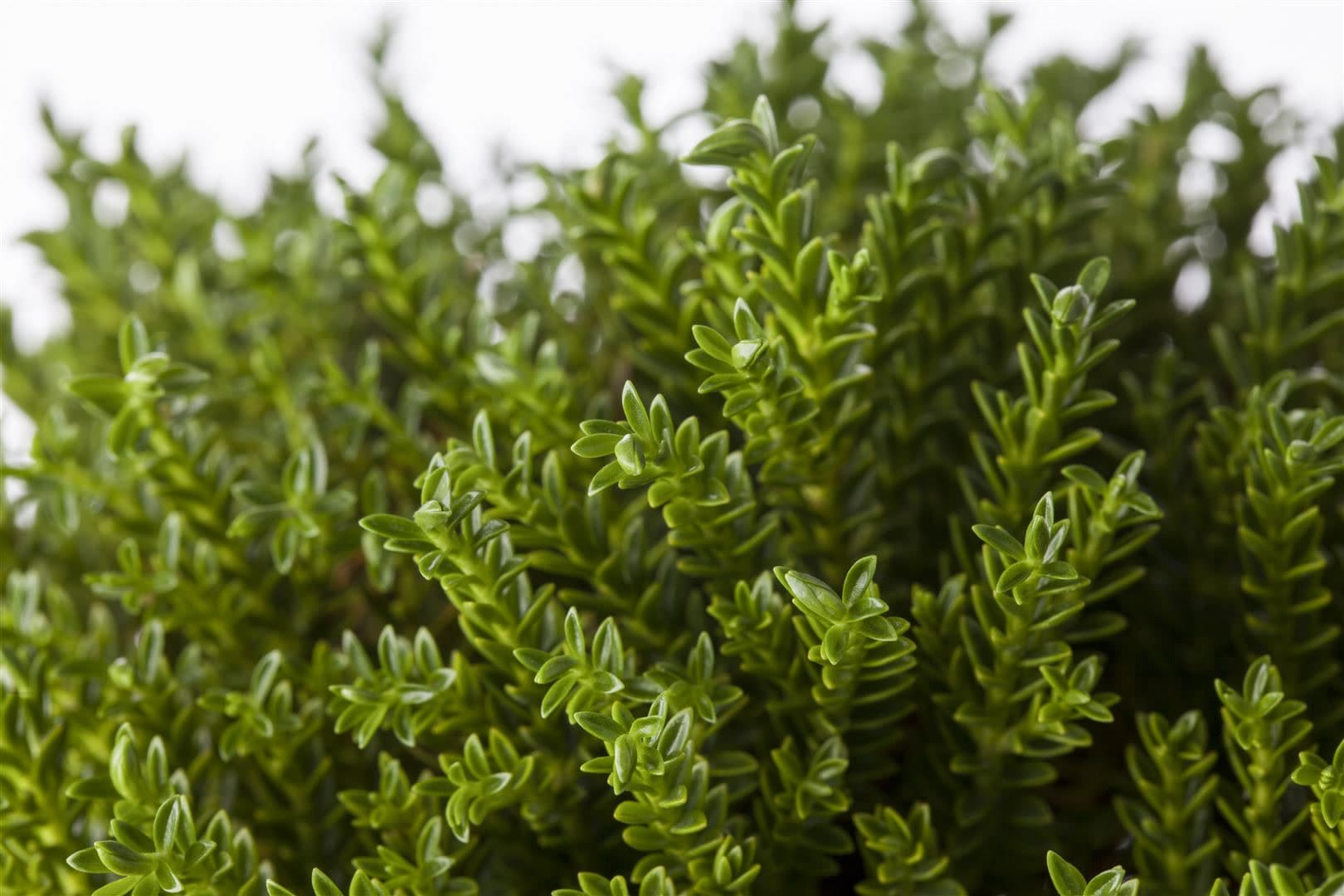 Hebe 'New Zealand', Strauchveronika, gr&uuml;n, 12&ndash;16 cm - Bild 1