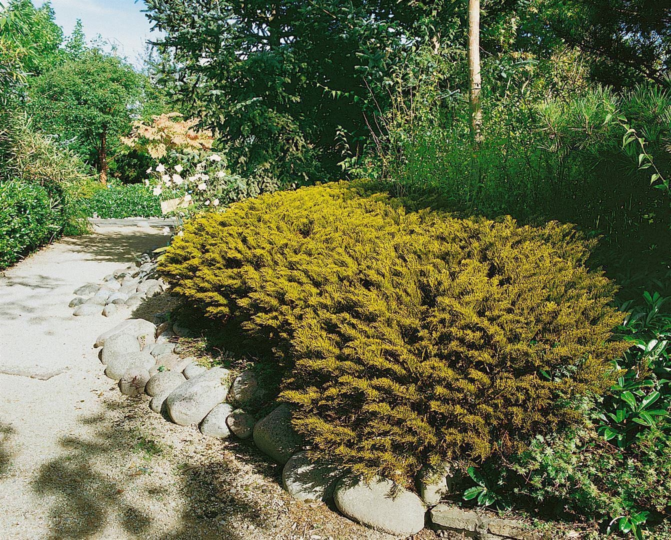 Hebe ochracea 'James Stirling', goldgr&uuml;n, ca. 11x11 cm Topf - Bild 1