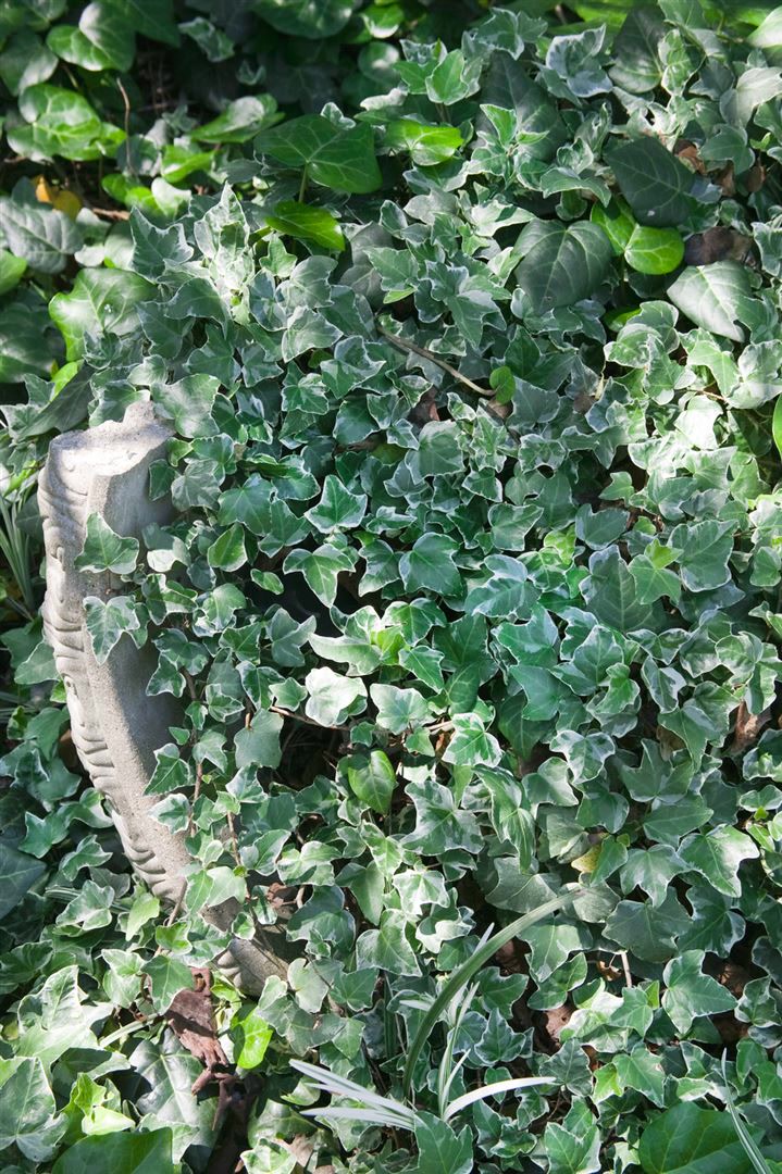 Hedera helix 'Glacier', Efeu, gr&uuml;n-wei&szlig;, ca. 9x9 cm Topf - Bild 1