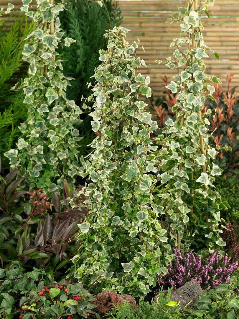 Hedera helix 'White Ripple', Efeu, gr&uuml;n-wei&szlig;, ca. 9x9 cm Topf - Bild 1