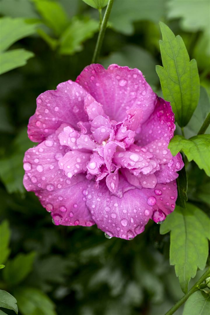 Hibiscus syriacus 'Magenta Chiffon', Gartenhibiskus, magenta, 60&ndash;80 cm - Bild 1