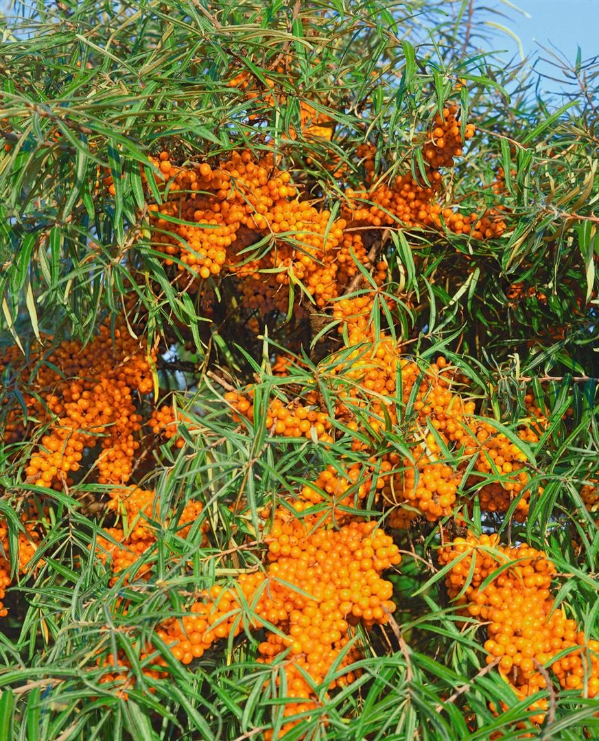 Hippophae rhamnoides 'Askola', Sanddorn, 40&ndash;60 cm, vitaminreich - Bild 1