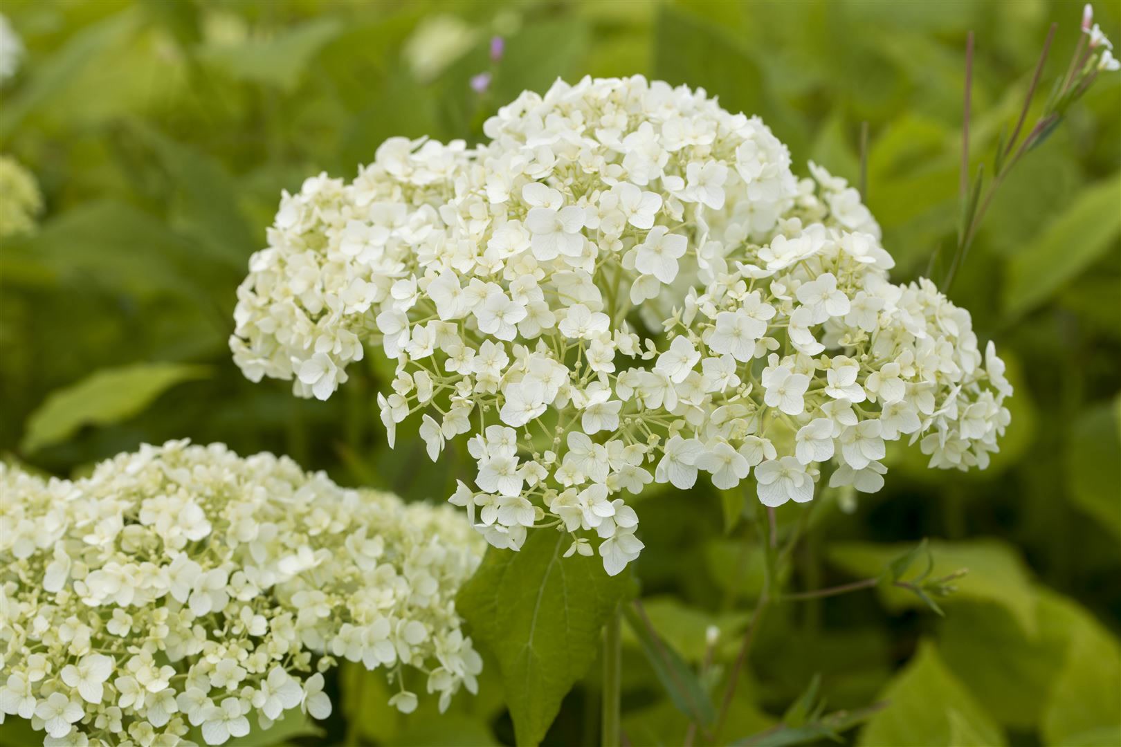 Hydrangea arborescens 'Lime Rickey', Hortensie, limettengr&uuml;n, 60&ndash;80 cm - Bild 1