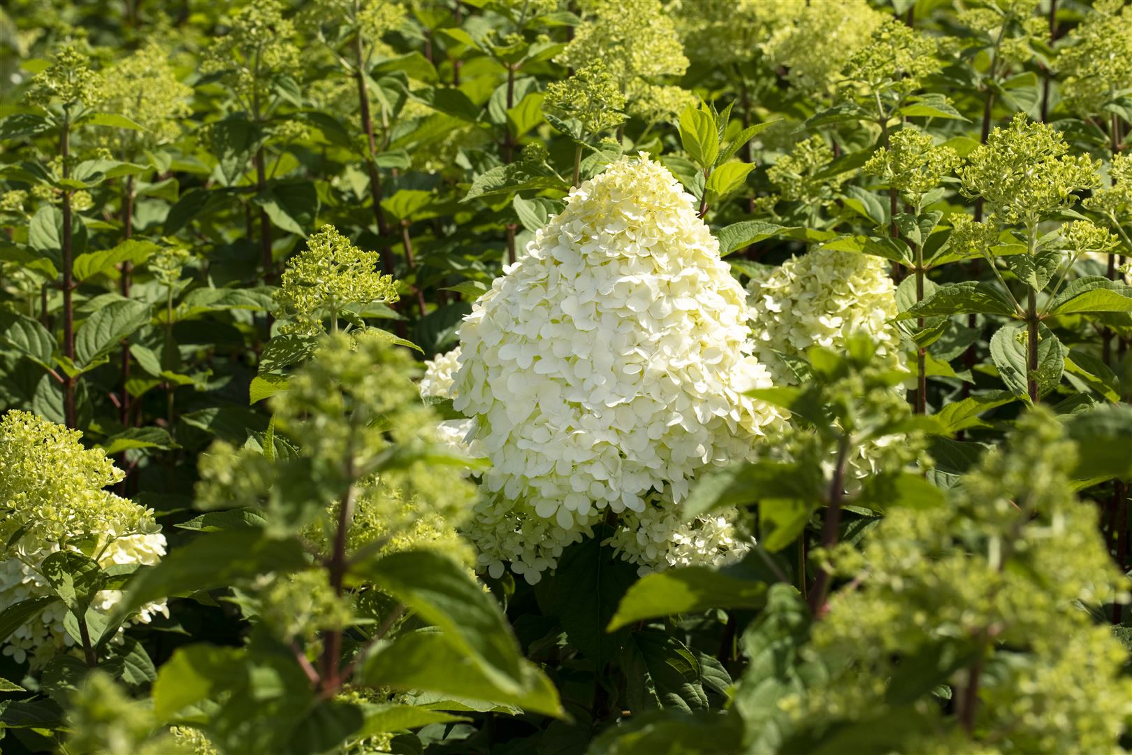Hydrangea paniculata 'Hercules', Rispenhortensie, wei&szlig;, 40&ndash;60 cm - Bild 1