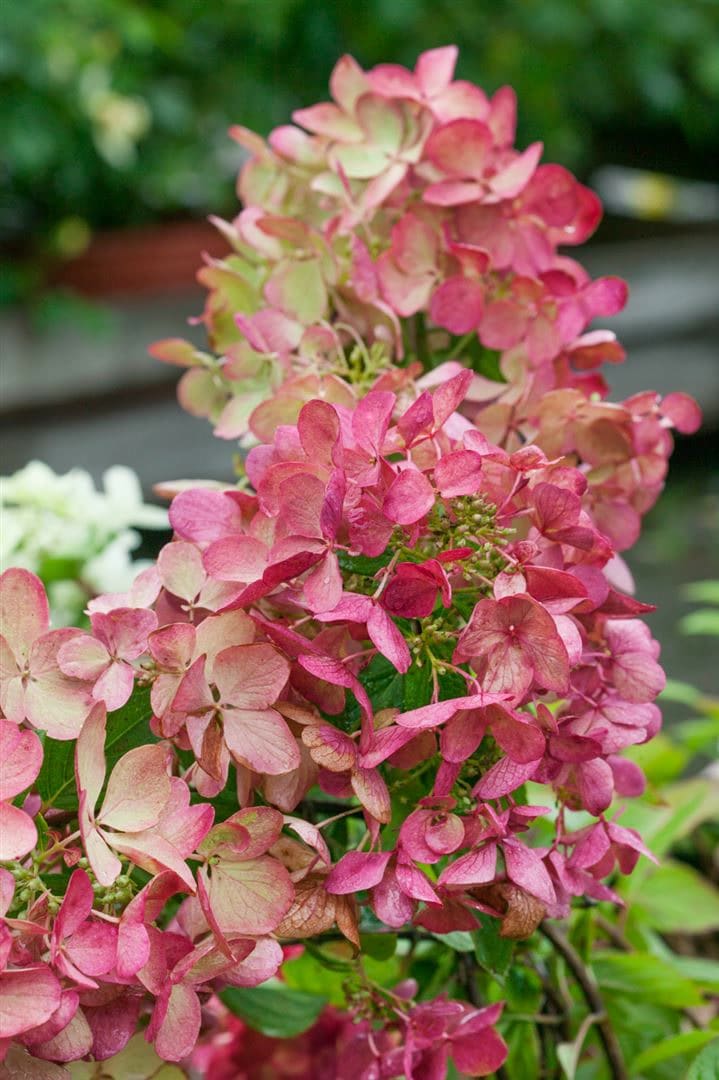 Hydrangea paniculata 'Mega Mindy', Rispenhortensie, rosa-wei&szlig;, 40&ndash;60 cm - Bild 1